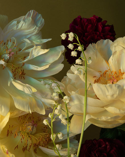 The Peony & Lily of the Valley Poster showcases a still life featuring white, pale yellow, and dark red peonies with a vertical sprig of Lily of the Valley on a muted green background, where the delicate petals provide a soft contrast to the vibrant colors.