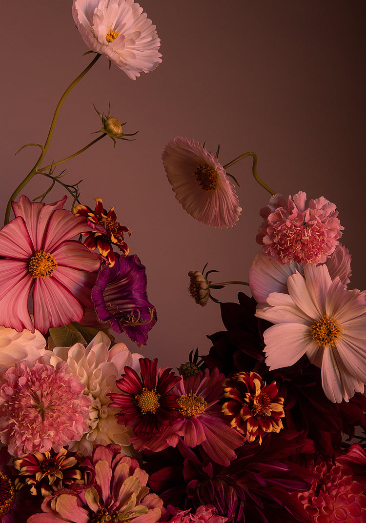 The Dreamscape Poster features an elegant floral landscape of cosmos, dahlias, and zinnias against a dark backdrop. With blooms in pink, red, purple, and white shades, it presents a richly textured display.