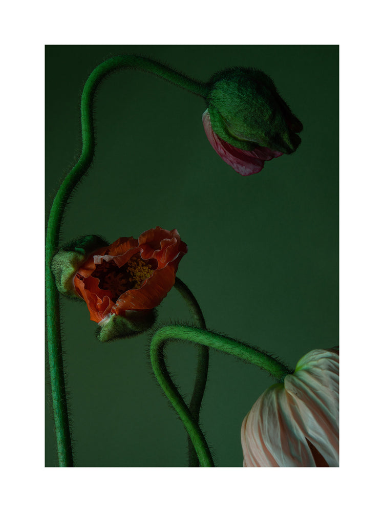 The Dance II Poster