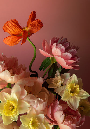 The Sprung Poster showcases a vibrant still life photograph with orange poppies, pink peonies, and yellow-centered daffodils set against a pink background, creating a lush and colorful floral arrangement.