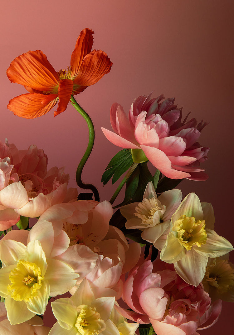 The Sprung Poster showcases a vibrant still life photograph with orange poppies, pink peonies, and yellow-centered daffodils set against a pink background, creating a lush and colorful floral arrangement.