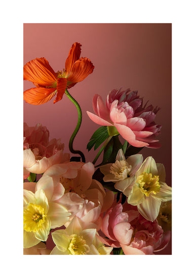 The Sprung Poster displays a stunning still life with vibrant orange poppies, pink peonies, and pale yellow daffodils against a soft pink background, featuring ruffled petals and green stems for an elegant composition.