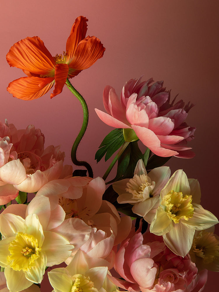 The Sprung Poster features a vibrant still life photograph of orange poppies, pink peonies, and yellow daffodils in full bloom against a gradient pink background, highlighting the delicate petals and intricate layers.