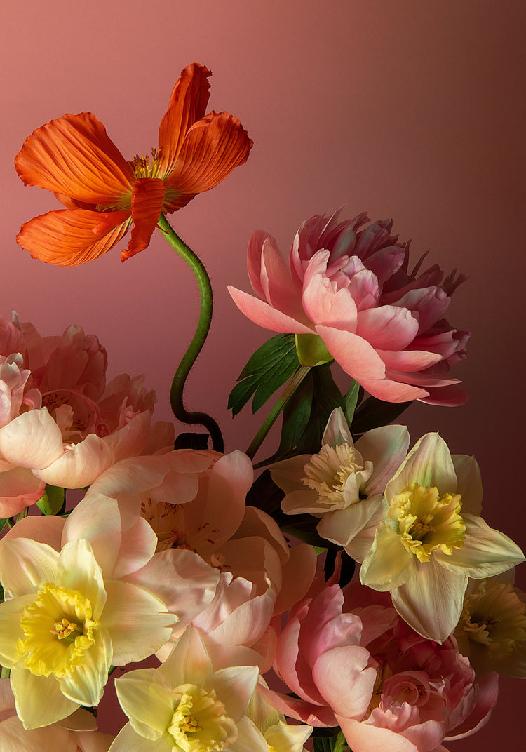 The Sprung Poster features a vibrant still life of flowers against a pink backdrop, showcasing an orange poppy, soft pink peonies, and light yellow daffodils, emphasizing the diverse textures and stunning colors of these blossoms.