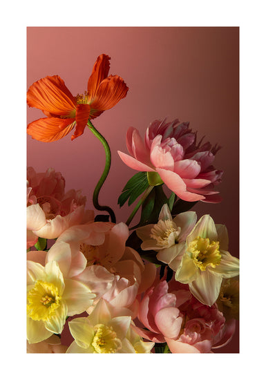 The Sprung Poster captures a vibrant floral arrangement that resembles a still life photograph, featuring orange and pink flowers with delicate yellow centers set against a warm pink backdrop. Pink peonies add depth, showcasing diverse textures and shapes in the petals and greenery.