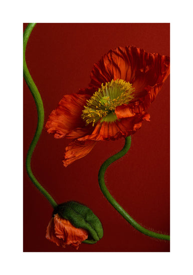 The Poppy on Red Poster elegantly captures natures beauty, featuring vibrant red poppies with ruffled petals and yellow-green centers against a deep red backdrop, while curved green stems introduce dynamic movement to the composition.