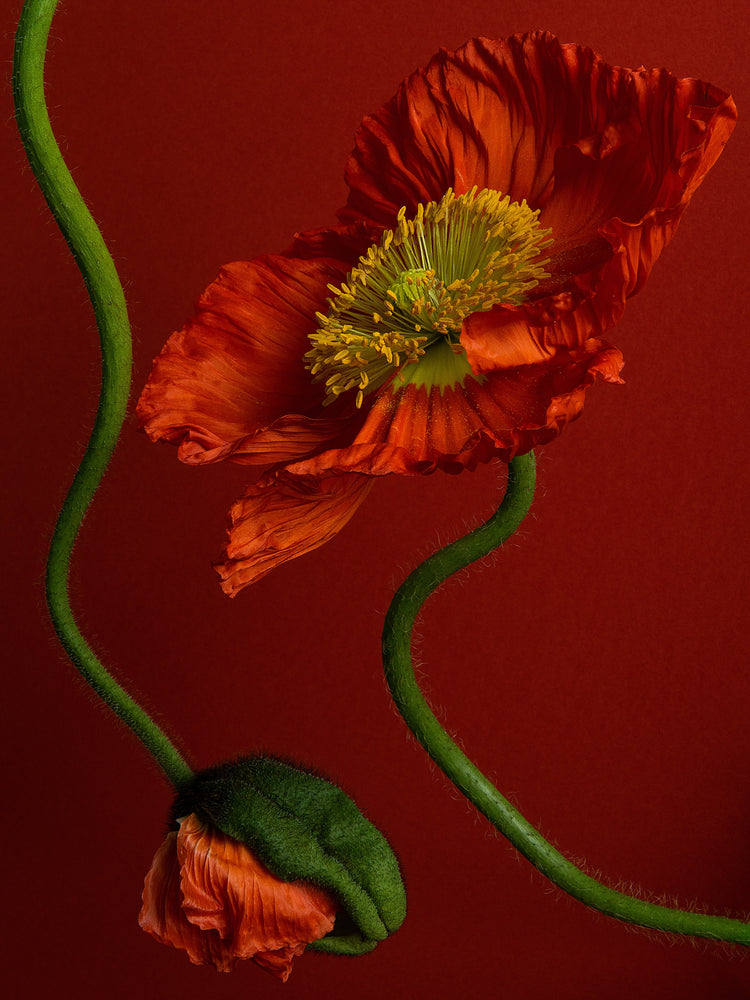 The Poppy on Red Poster showcases two vibrant orange poppies with ruffled petals against a rich red backdrop: one in full bloom with a striking yellow center and the other a closed bud on an elegantly curving green stem, epitomizing nature’s beauty.