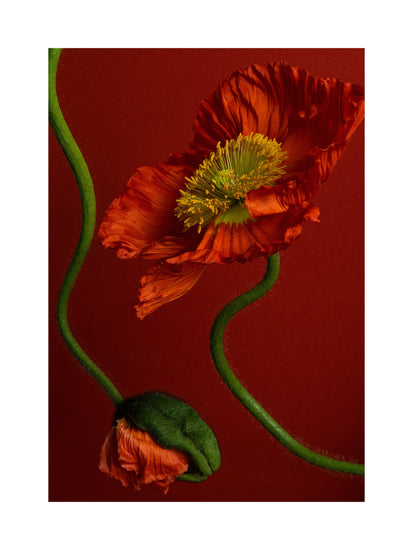 The Poppy on Red Poster beautifully illustrates two vibrant orange poppies with winding green stems against a striking red background, featuring one open bloom displaying textured petals and a yellow center, while the other remains a closed bud.