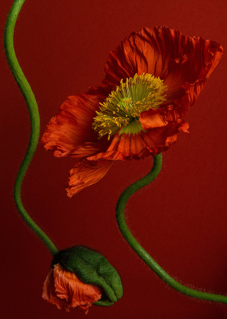 The Poppy on Red Poster features a vibrant orange poppy with ruffled petals and a yellow center against a rich red backdrop. A curved green stem supports the elegant flower, with another bud hanging below, adding dynamic movement and capturing natures beauty.