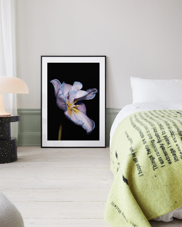 Tulip Colour Poster