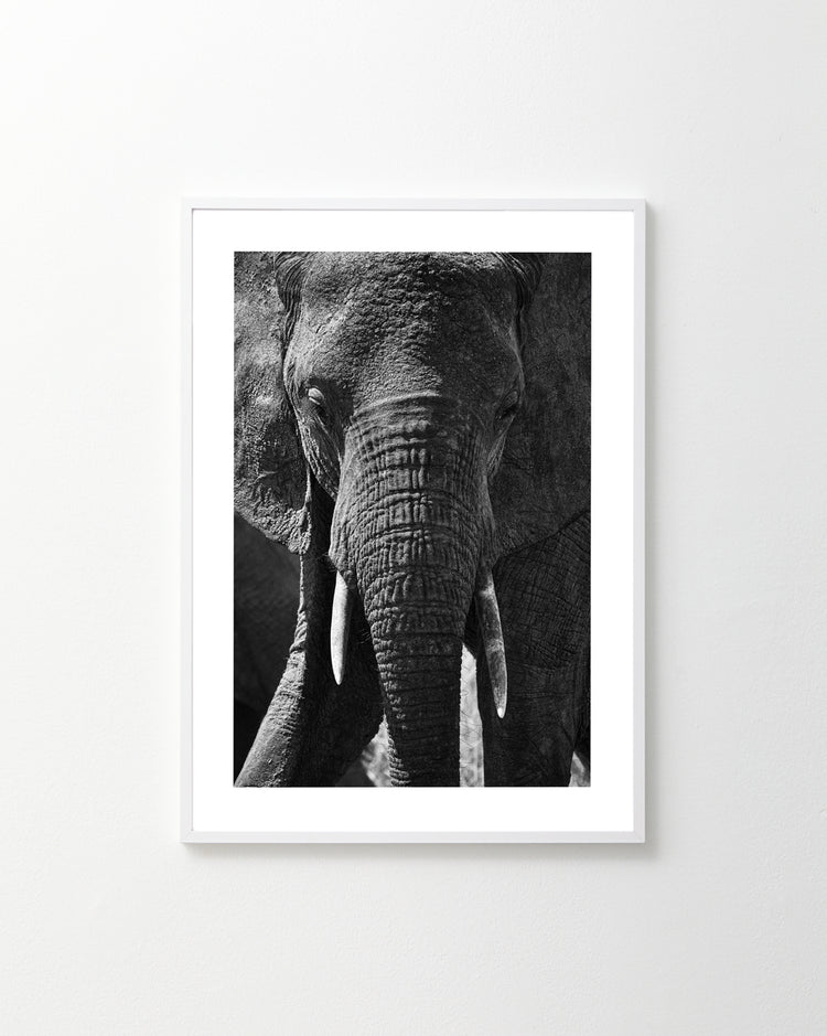 The Gentle Authority Poster, featuring a black and white elephant in a white frame, adorns a plain wall. The majestic creature stands front-facing, highlighting its textured skin and tusks, weaving a subtle story of natures power and grace.