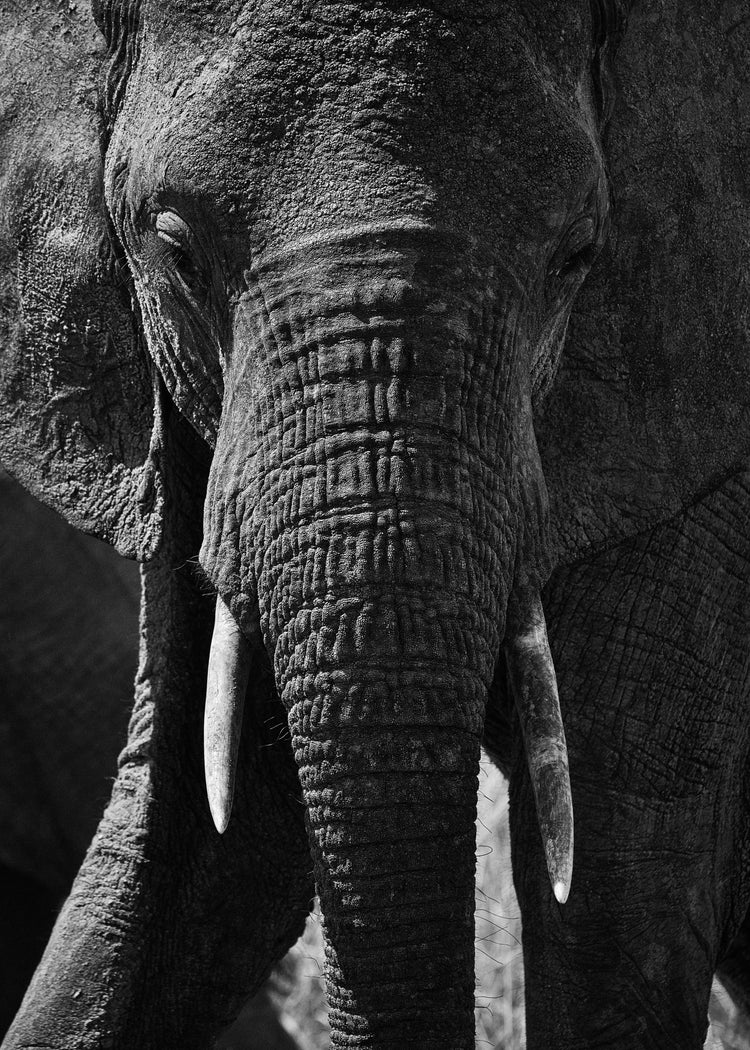 Portrait of an elephant with a wrinkly trunk and white tusks.