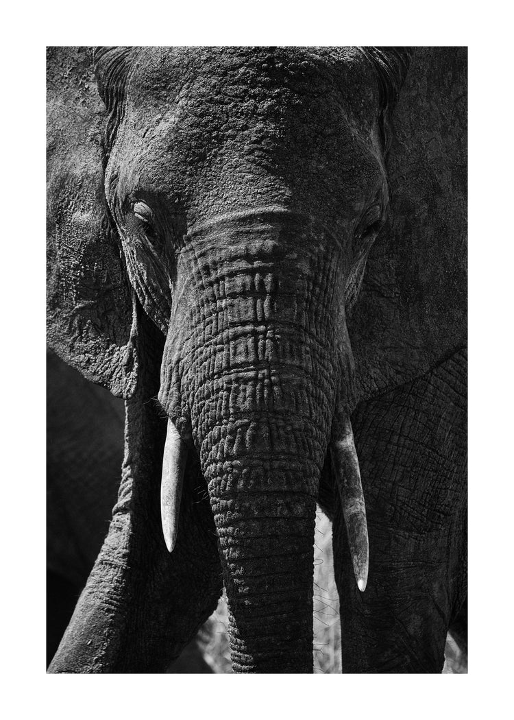 Portrait of an elephant with a wrinkly trunk and white tusks.