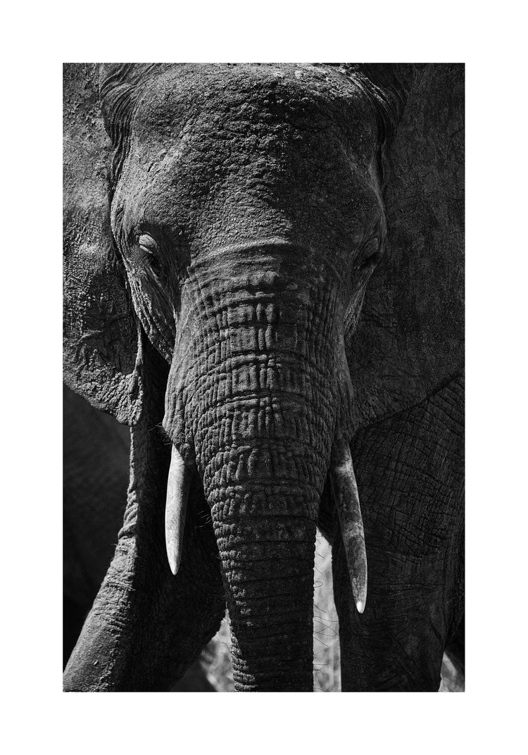 Portrait of an elephant with a wrinkly trunk and white tusks.