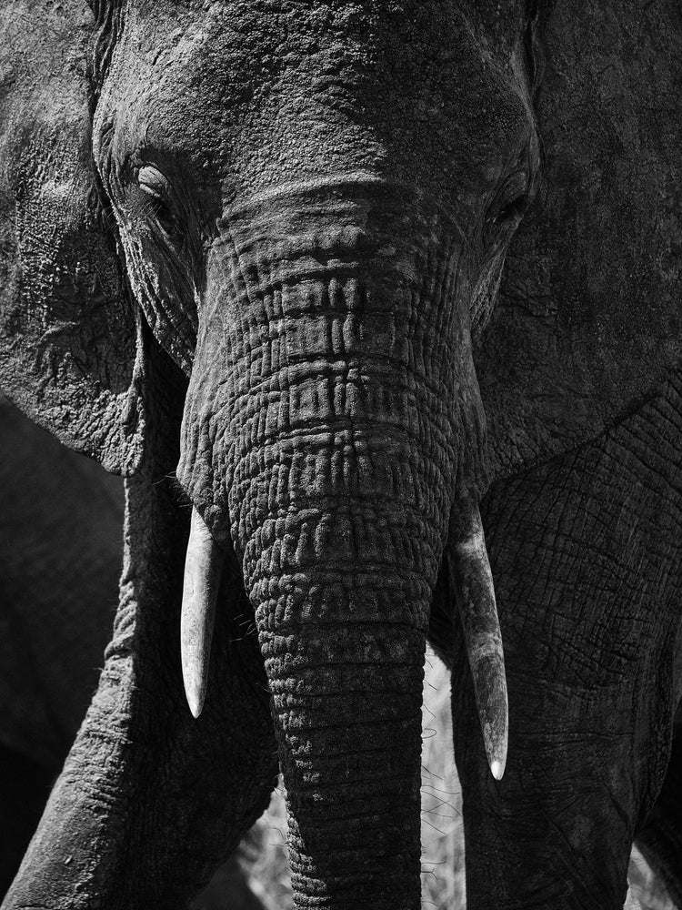 Portrait of an elephant with a wrinkly trunk and white tusks.