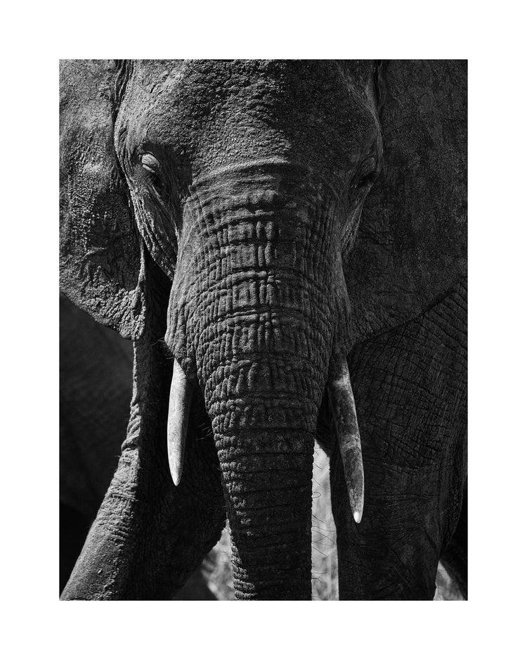Portrait of an elephant with a wrinkly trunk and white tusks.