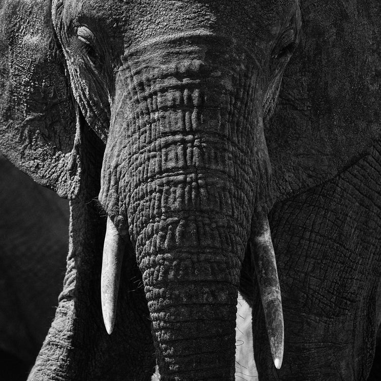 Portrait of an elephant with a wrinkly trunk and white tusks.