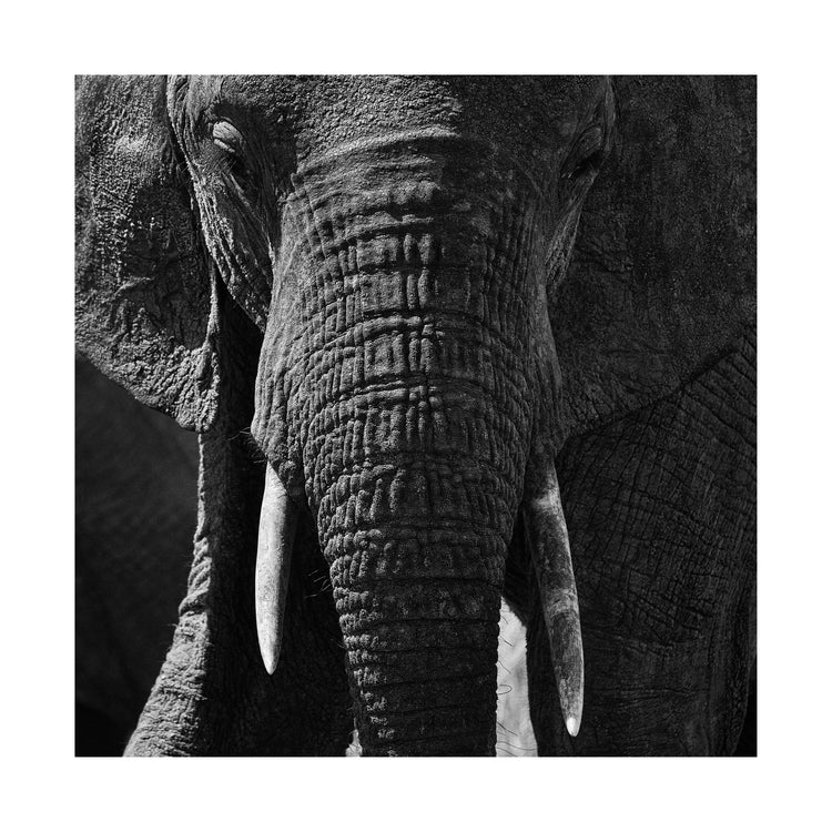 Portrait of an elephant with a wrinkly trunk and white tusks.