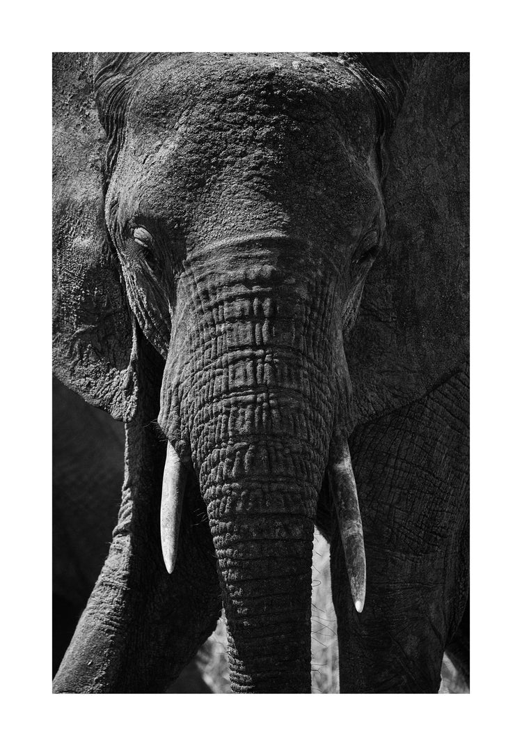 Portrait of an elephant with a wrinkly trunk and white tusks.