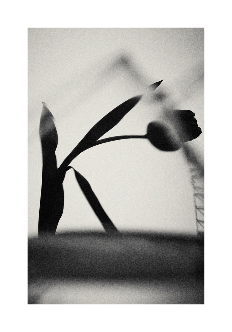 The black silhouette of a tulip with a blurry foreground.