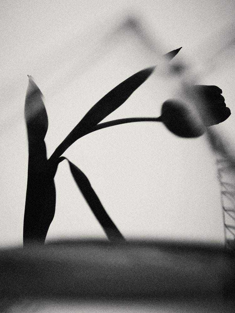 The black silhouette of a tulip with a blurry foreground.