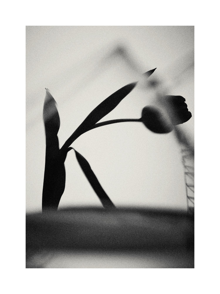 The black silhouette of a tulip with a blurry foreground.