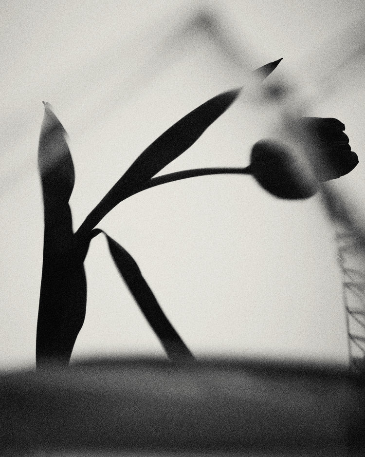 The black silhouette of a tulip with a blurry foreground.