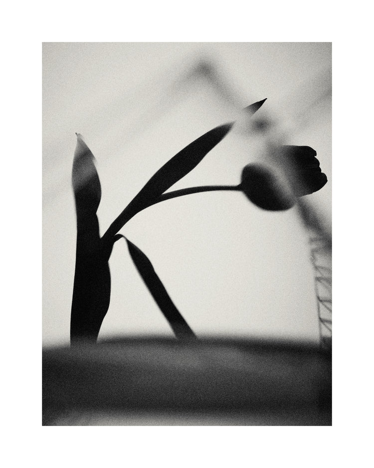 The black silhouette of a tulip with a blurry foreground.