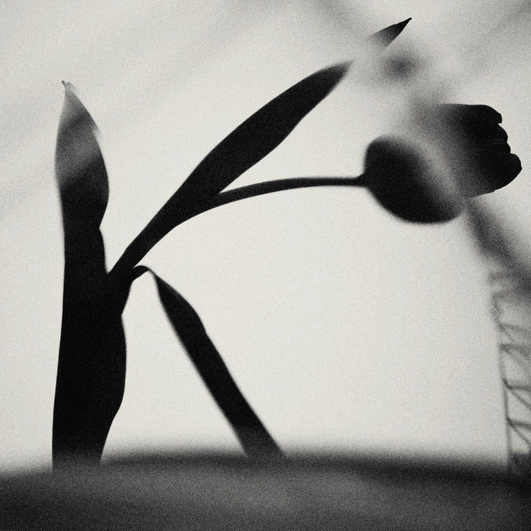 The black silhouette of a tulip with a blurry foreground.