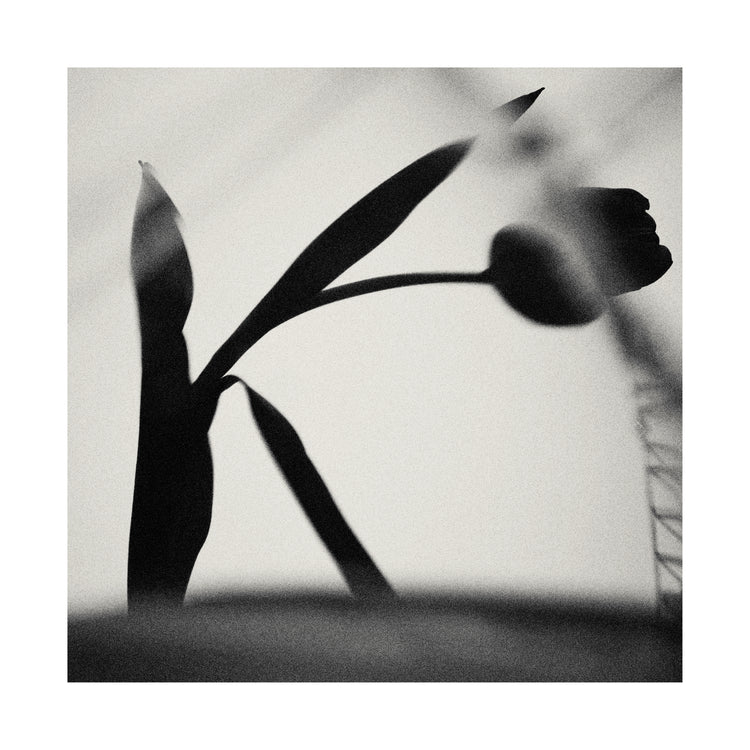 The black silhouette of a tulip with a blurry foreground.