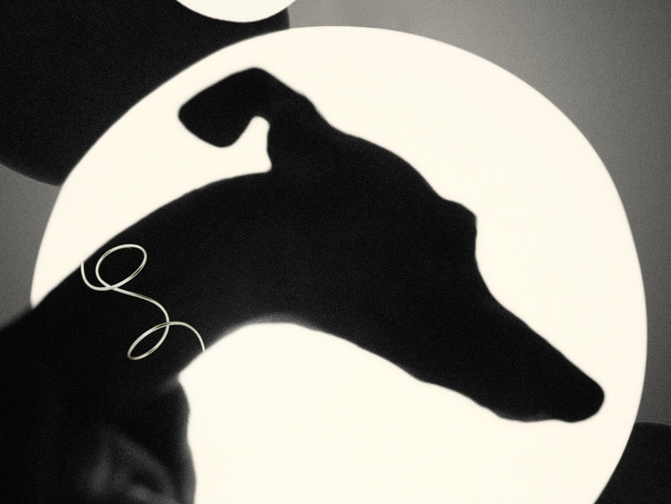 Outlines of a greyhound in front of a bright white background.