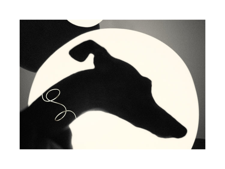 Outlines of a greyhound in front of a bright white background.