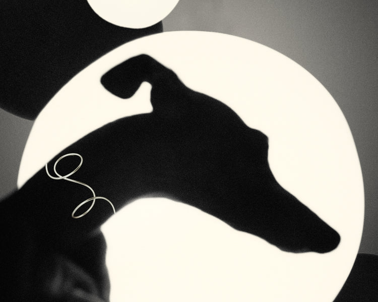Outlines of a greyhound in front of a bright white background.