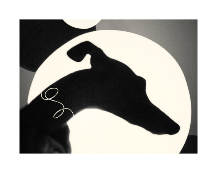 Outlines of a greyhound in front of a bright white background.