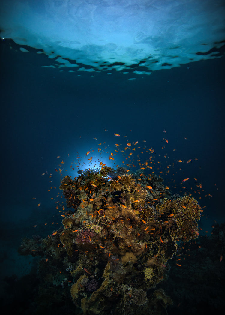 Reef on the bottom of the blue ocean full of corals and a bunch of orange fish.