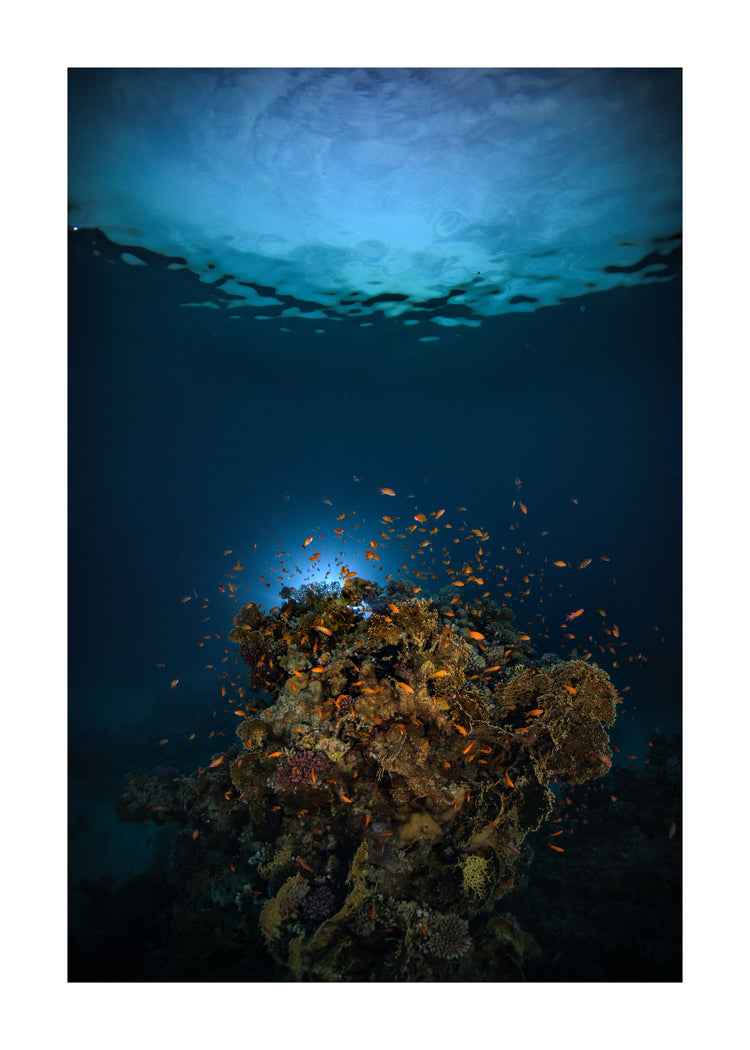 Reef on the bottom of the blue ocean full of corals and a bunch of orange fish.