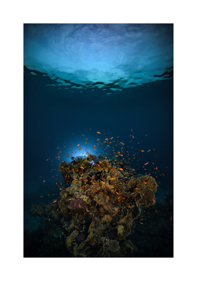 Reef on the bottom of the blue ocean full of corals and a bunch of orange fish.