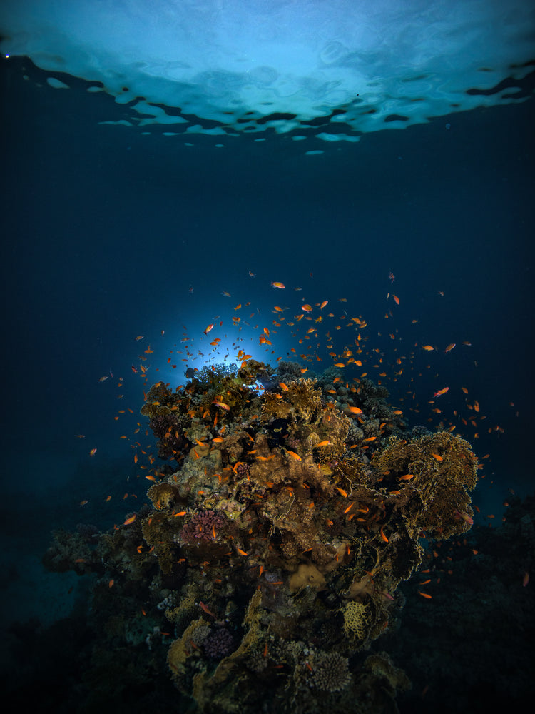 Reef on the bottom of the blue ocean full of corals and a bunch of orange fish.