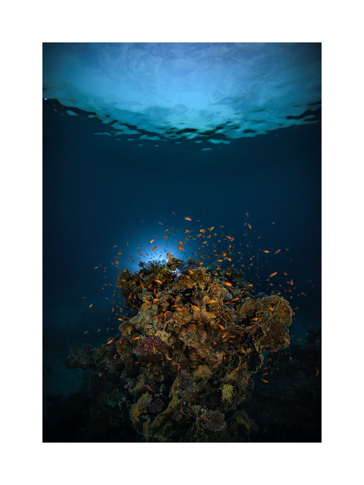 Reef on the bottom of the blue ocean full of corals and a bunch of orange fish.