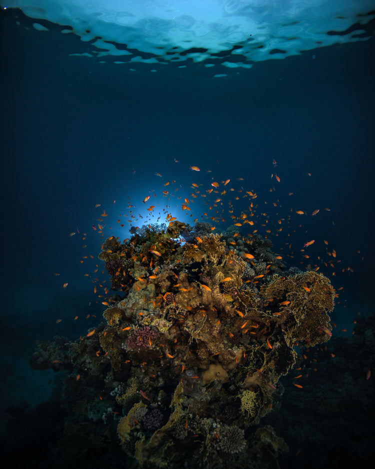 Reef on the bottom of the blue ocean full of corals and a bunch of orange fish.