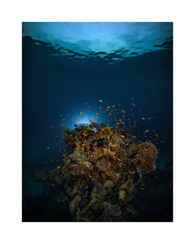 Reef on the bottom of the blue ocean full of corals and a bunch of orange fish.