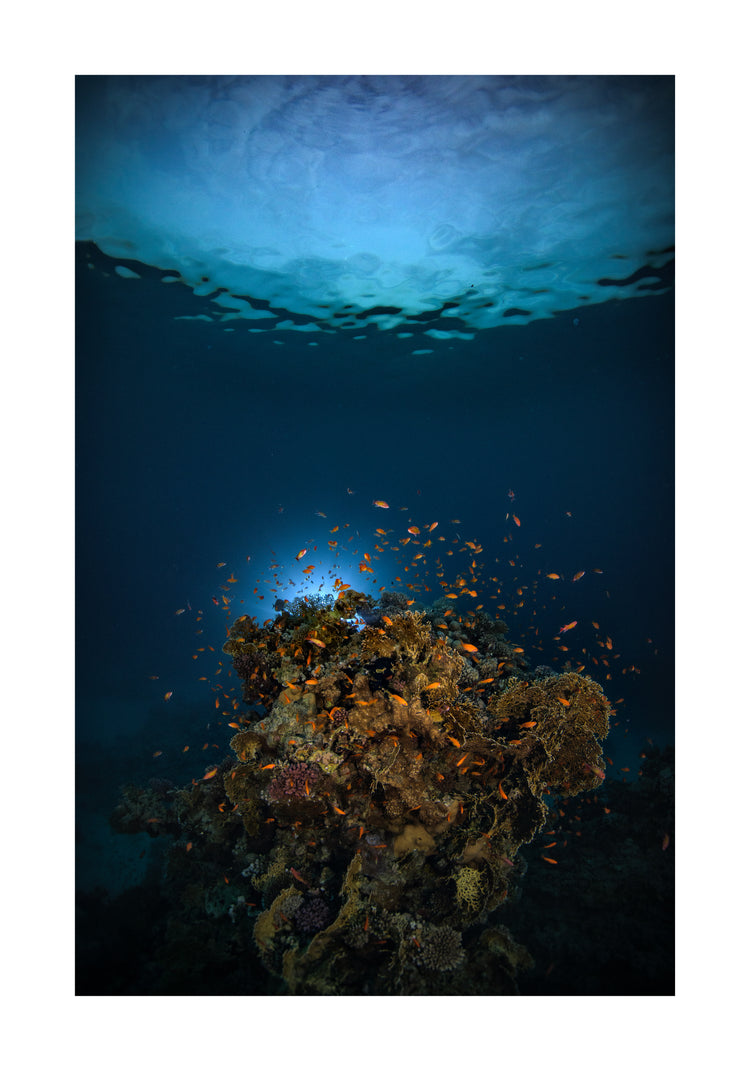 Reef on the bottom of the blue ocean full of corals and a bunch of orange fish.