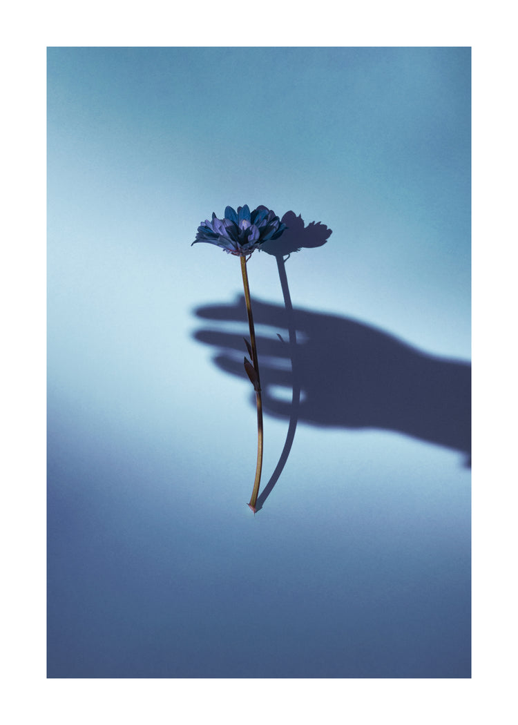 Purple flower being held by the shadow of a hand.