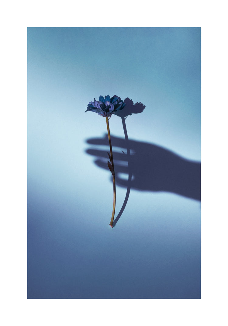 Purple flower being held by the shadow of a hand.