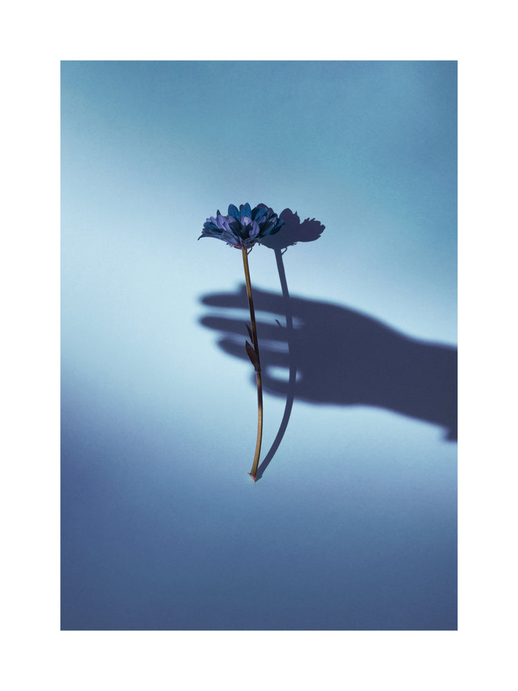 Purple flower being held by the shadow of a hand.