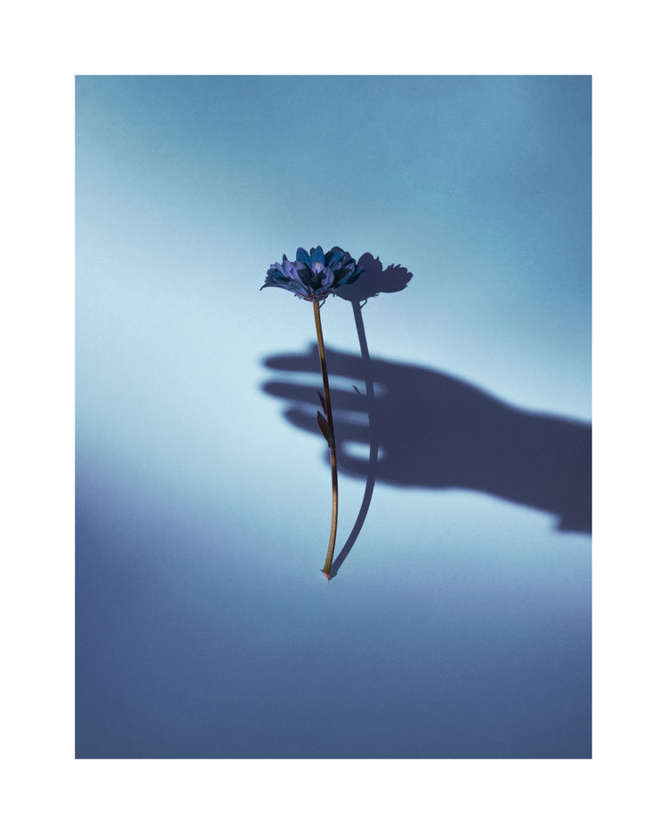 Purple flower being held by the shadow of a hand.