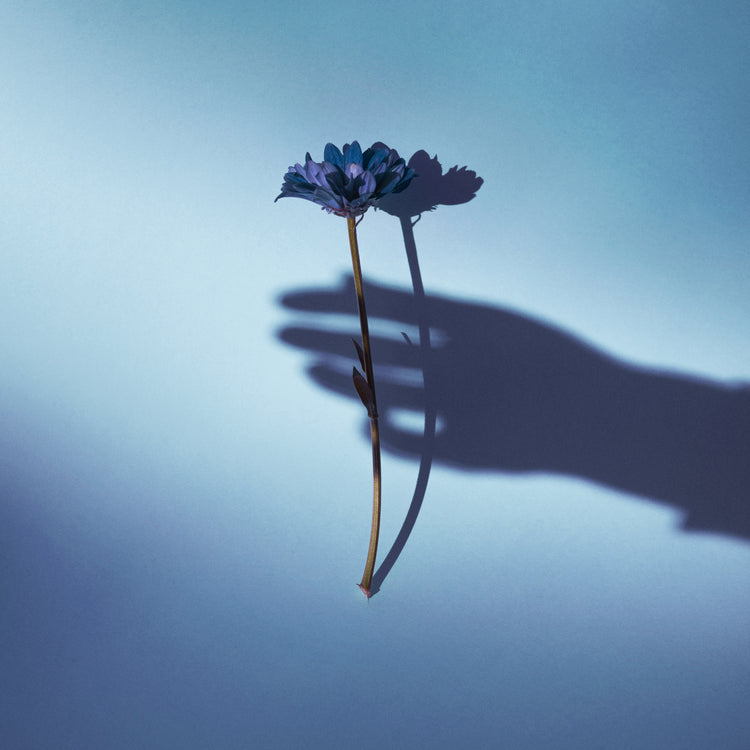 Purple flower being held by the shadow of a hand.