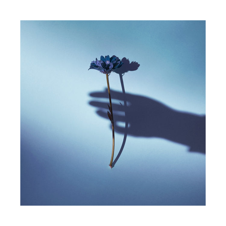Purple flower being held by the shadow of a hand.