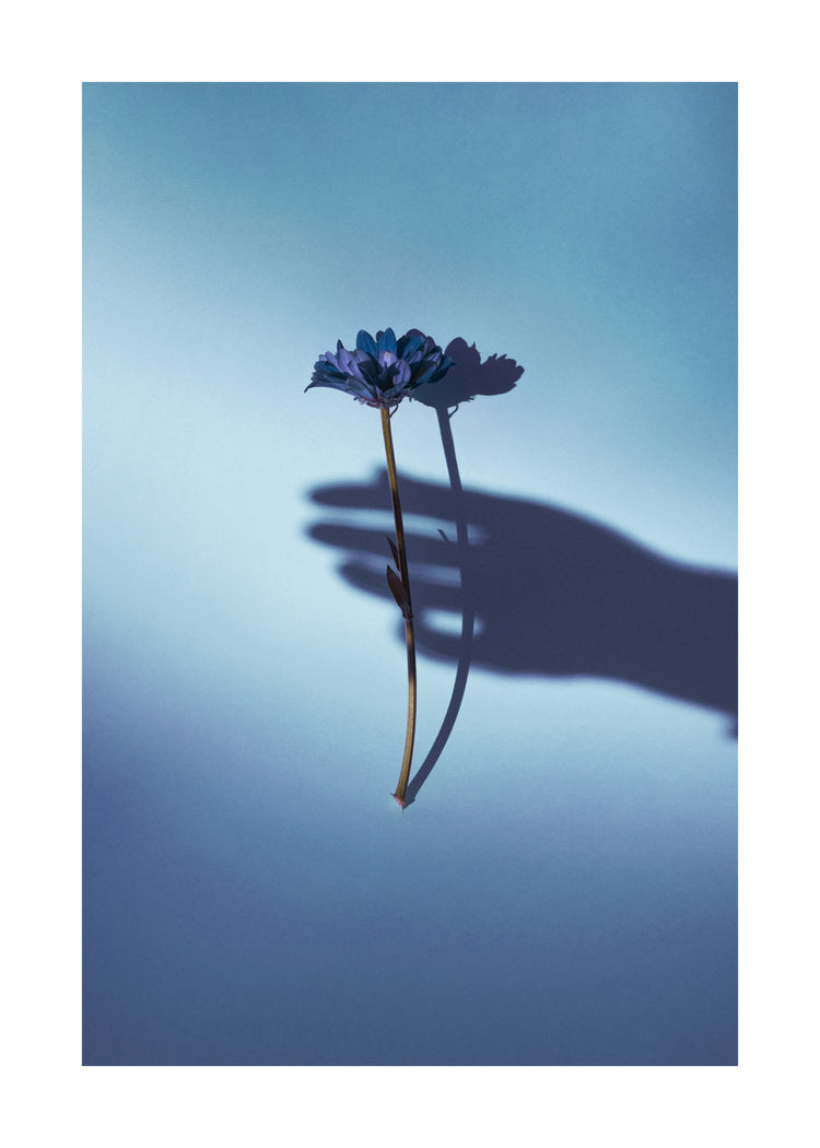 Purple flower being held by the shadow of a hand.