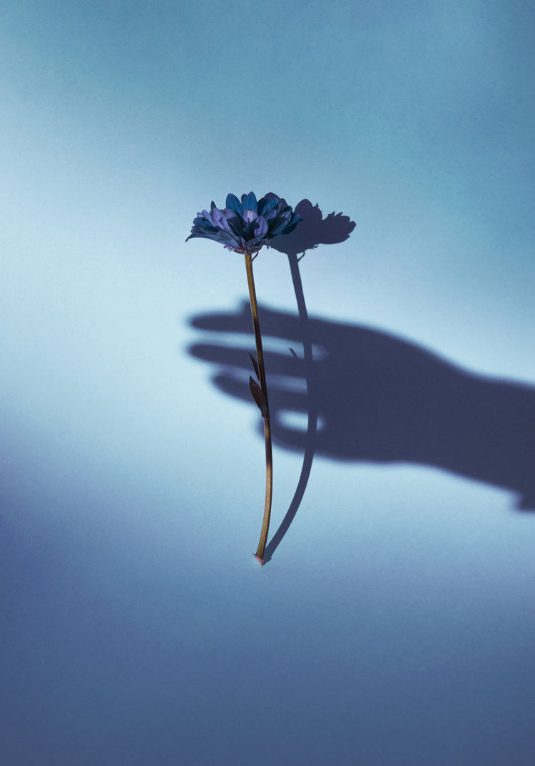 Purple flower being held by the shadow of a hand.